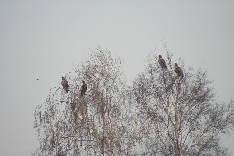 Bodden Gewsser Boddenlandschaften